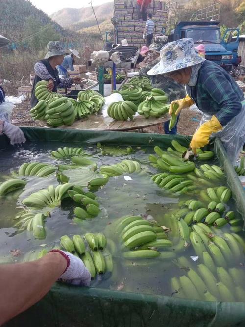 中国香蕉数量vs全世界香蕉数量