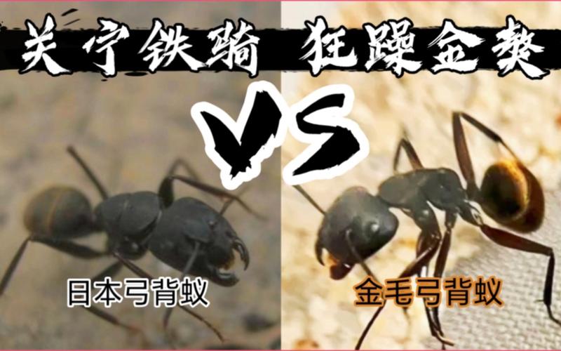 蛇蚁vs日本弓背蚁