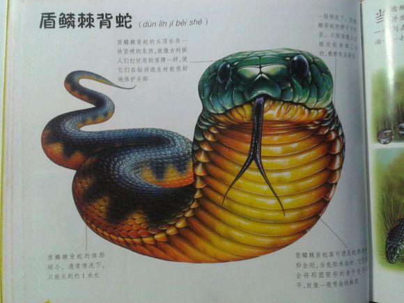 中国蛇vs日本蛇的相关图片