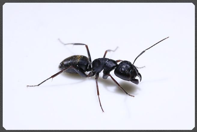 行军蚁vs日本弓背蚁的相关图片